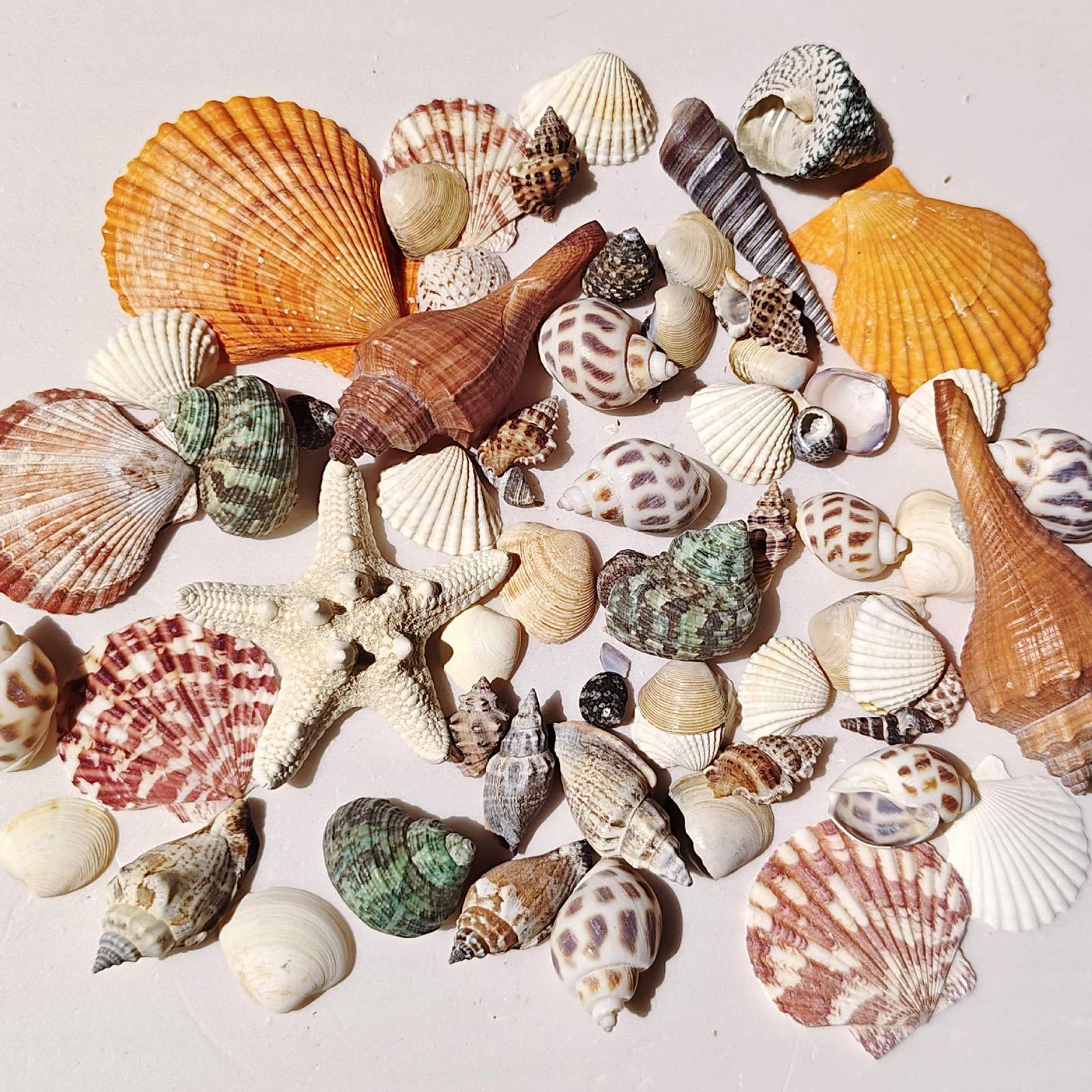 Tiny Shells Natural Sea Theme  - đánh giá và giá Candle Making For Kids